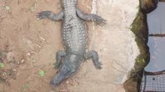 Crocodile attack suspect has bail extended